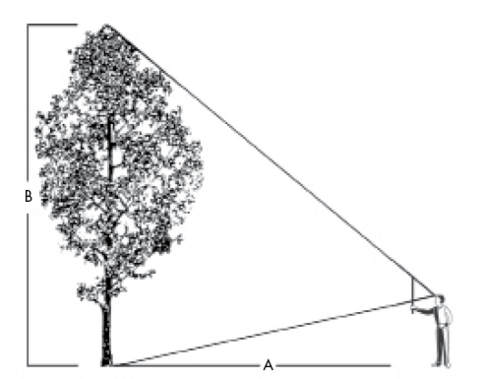 Measure the height, the circumference of the trunk, and the width of the crown.