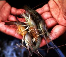 Shrimp grow fast in warm weather and typically grow a size category every two weeks.
