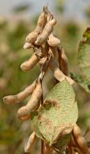 Soybeans infected with Rust.