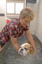 Canine physical therapist Ruby Lynn Carter-Smith keeps an eye on Mississippi State University's mascot Bully XIX as he undergoes 15 minutes of whirlpool therapy at MSU's College of Veterinary Medicine. (Photo by Tom Thompson)