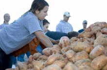 Mississippi State University student Jordan Jones of Olive Branch gets ready to pack sweet potatoes headed to food pantries across the state. (Photo by Lynn Reinschmiedt)