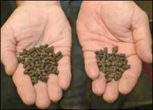 There is no difference in the appearance of conventional fish feed, left, and insect-based feed. (Photo by Bob Ratliff)