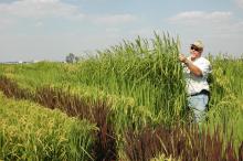 Solomon, an MSU doctoral student, examines historic rice breeding lines that he grew at the Delta Research and Extension Center in Stoneville in 2007.
