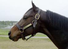 Mississippi State University stallion Minister Slew, a grandson of 1977 Triple Crown winner Seattle Slew, was euthanized on July 11 after fracturing a leg during a sudden thunderstorm. Donated to the university in 2002, Minister Slew was alone in his paddock when he apparently spooked or took a misstep during the storm. (Photo submitted by MSU College of Veterinary Medicine/Terri Snead)