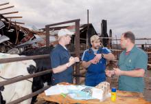 Mississippi State University College of Veterinary Medicine students Will Kimbrell, left, and Gordon Cliburn, center, assist Dr. David Christiansen with cows that were wounded during a Jan. 10 tornado near Weir. (Photo by Jim Lytle)