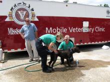 Fourth-year Mississippi State University College of Veterinary Medicine student Katie Ebers and faculty member Dr. Phil Bushby provided services to security dogs working at the National Governors' Conference in Biloxi. Here they are giving a bath to a dog with irritated skin. (Photo by MSU College of Veterinary Medicine/Dr. Carla Huston)