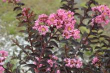 The maroon leaves of the Delta Jazz crape myrtle do not scorch in the heat of Mississippi summers, and the foliage is accented by medium pink flowers. (Photo by MSU/Wayne J. McLaurin)