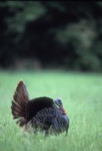 Mississippi State University researchers are exploring factors that help explain the difference in peak gobbling activity between the northern and southern portions of Mississippi. (Photo by Steve Gulledge)