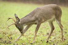 Research conducted by Mississippi State University shows that protecting younger bucks improves the health of the deer population. (Photo by Steve Gulledge)