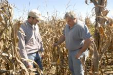 MAFES variety testing operations manager Brad Burgess, left, and Jimmy Sneed, a grower from Senatobia, visit a corn plot on Sneed's farm near Hernando shortly before the 2009 harvest. (Photo by Linda Breazeale)