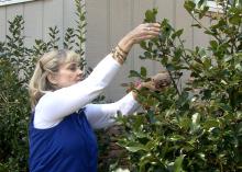 Lelia Kelly, a horticulturist with the Mississippi State University Extension Service, demonstrates how to prune shrubs in one of her "Gardening Through the Seasons" online videos. (Photo by MSU Ag Communications/Tim Allison)