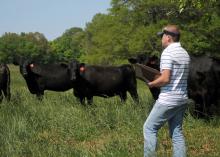 Nick Simmons of Saltillo is one of two evaluators using a new method of scoring hair shedding on this herd of Angus cattle on Mississippi State University's South Farm in April. (Photo by Kat Lawrence)