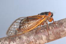 One of the three broods of 13-year cicadas will emerge in the thousands this spring in Mississippi. With their black bodies and orange eyes, these periodical cicadas are different from the large, green, annual cicadas that emerge each summer. (Photo by MSU Extension Service/Blake Layton)