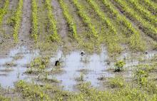 Ongoing rains are flooding fields, delaying planting and postponing needed management such as weed control. This south Monroe County corn field was flooded by late April storms. (Photo by Scott Corey)