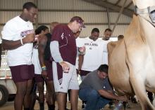Mississippi State University tight end Brandon Hill of Columbus (from left), Coach Dan Mullen and other members of the football team watch as Kenneth Graves, dairy herder with MSU's Dairy Unit, demonstrates milking with one of the university's award-winning Jersey cows.