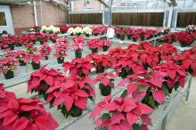 Mississippi State University researchers tested an organic method of treating poinsettia cuttings to fight a devastating fungus that causes stem and root rot. Mississippi producers grow an estimated 200,000 poinsettias per year, valued at $1 million. (Photo by Kat Lawrence)