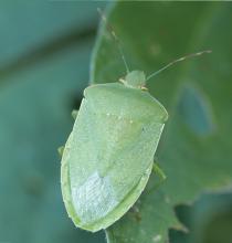 Warm winter temperatures may improve the survival of stink bugs, such as this as this Southern green stink bug. Stink bugs afflict vegetable crops and row crops, especially soybeans. (Photo courtesy of Angus Catchot)