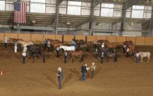 Eighteen competitors in the performance gelding halter class show their horses to judges at the Mississippi State University Bulldog Classic AQHA show held March 10-11.