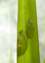 A variety of birds, reptiles and amphibians find Victor Maddox's gardens and greenhouses to be paradise, including tree frogs resting on this Madagascan screwpine leaf. (Photos by Kat Lawrence)