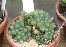 In one of Victor Maddox's six greenhouses , small terra cotta pots filled with sand hold cacti and succulents, such as this rare window plant from South Africa related to the common aloe vera many people grow to treat burns.