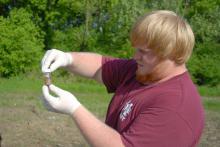 Trey Schubert of Byhalia collects maggots from a decomposing hog as part of a forensic entomology class. Schubert, a junior majoring in agronomy at Mississippi State University, and his classmates studied conditions and collected insect samples from a mock "crime scene" created during the spring semester by his professor. (Photo by Mississippi State University's Ag Communications/Linda Breazeale)