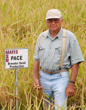 Mississippi State University Rice breeder Dwight Kanter stands in a field of Pace variety rice he developed at the Delta Research and Extension Center in Stoneville. (Photograph by DREC Communication/Rebekah Ray)