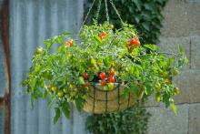 The 2011 All-America Selection Vegetable Award-winning "Lizzano" F1 cherry tomato is both durable and compact, perfect for hanging baskets or any other type of container on patios or porches. (Photo courtesy of All-America Selections)