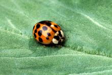 Mississippi homeowners can keep out insect pests, such as this Asian lady beetle, by screening soffit vents and using silicone caulk to seal cracks around the house. (Photo courtesy of USDA-ARS/Scott Bauer)