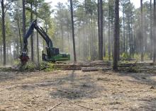 Forestry is Mississippi's third-largest agricultural commodity in 2012, with a preliminary year-end harvest value estimated at $1.03 billion, an 8 percent increase from 2011. (MSU Ag Communications file photo/Scott Corey)