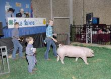 Twins James and Jillian Roberts of Belzoni are joined by their younger brother Joseph as they show their Reserve Champion Chester hog at the Dixie National Sale of Junior Champions in Jackson on Feb. 7, 2013. The twins participate in 4-H, the youth development program of the Mississippi State University Extension Service. (Photo by MSU Ag Communications/Tim McAlavy)