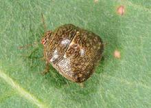 Kudzu bugs have a unique square shape and a strong odor. They feed on soybeans and legume crops in addition to kudzu and can become household pests when they swarm in the fall. (Photo by MSU Extension Service/Blake Layton)