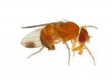 The spotted wing drosophila has been in the state since 2010 but began causing significant damage in 2012. This fly attacks the state's fruit crops. (Photo by MSU Extension Service/Blake Layton)