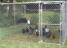 The 4-H Poultry Chain project is a low-cost introduction to raising livestock, and the birds can be managed in a small amount of space. (Submitted Photo)
