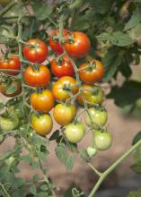 Dick Hoy of Choctaw Fresh Produce and his team are growing a variety of fruits and vegetables, including these tomatoes, to sell at the local farmers market. (Photo by MSU Ag Communications/Kat Lawrence)