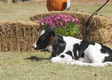 Holstein calves are among of the tourist attractions at Ard's Dairy Farm in Lincoln County. Other agritourism opportunities on this working dairy farm include an operational milking parlor, a corn maze, a playground and a barrel train. (MSU Ag Communications File Photo/Kat Lawrence)