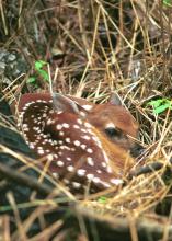Within the first hours of their lives, fawns can be vulnerable to wild hogs. (File photo by MSU Ag Communications)