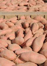 The Mississippi State University Extension Service works in a variety of ways to support Mississippi's sweet potato industry, which ranks third in the U.S. in production. (Photo by MSU Ag Communications/Kat Lawrence)