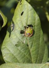 Mississippi State University recently changed its recommendations on when to treat for stinkbugs in soybeans. This Southern green stinkbug is in its nymph phase. (Photo by MSU Extension Service)