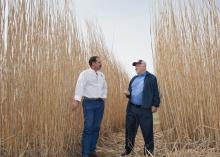 Mississippi State University research scientist Brian Baldwin, left, explains uses for giant miscanthus during a campus visit on March 21, 2014, with Leonard Gianessi, consultant to the CropLife Foundation in Washington, D.C. (Photo by MSU Ag Communications/Kat Lawrence)