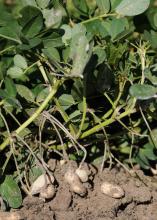 Although Mississippi peanut production has faced relatively light disease pressure in recent years, Mississippi State University experts caution growers to expect a more active battle in the future. (Photo by MSU Ag Communications/Kat Lawrence)