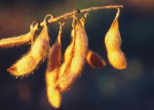 Soybeans set a new harvest record, keeping this a billion dollar crop and Mississippi's third-largest agricultural commodity in 2014. (File Photo/MSU Ag Communications)