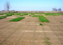 The Mississippi Agricultural and Forestry Experiment Station hosts small-plot research on the Mississippi State University campus so researchers can evaluate residual control of glyphosate-resistant Italian ryegrass to determine the best practices for combating the weed. (Photo submitted)
