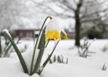 Late winter in Mississippi sometimes brings both blooms and snow. Daffodils, such as these blooming at Mississippi State University on Feb. 26, 2015, will survive to look pretty once temperatures moderate. (Photo by MSU Ag Communications/Kat Lawrence)