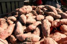 Harvested sweetpotatoes wait to be transported to a packing shed where they will be washed and graded.