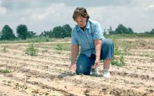 Peggy Thaxton, a Mississippi State University cotton breeder at the Delta Research and Extension Center in Stoneville, checks cotton in a research plot.