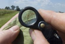 A researcher uses a magnifying glass to examine the under side of an Asian soybean rust-infected soybean leaf.