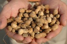 Mississippi farmers are expected to plant 16,000 acres of peanuts in 2007, repeating the amount growers planted last year when they harvested these peanuts. (Photo by Robert H. Wells/MSU's Delta Research and Extension Center)