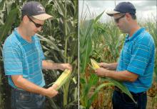 A late June check of an irrigated corn field, in Copiah County by Extension county director Shelby Bearden, showed well-developed ears and good yield potential.