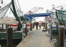 Shrimp boats line the public docks in Biloxi after spending the night harvesting in the Gulf. Shrimp lovers are finding good supplies, but prices are up this season. (Photo by Bob Ratliff)