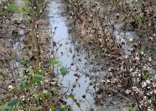 Non-stop rains since harvest began have cost Mississippi producers an estimated $371 million. These cotton plants stand wasting in a rain-saturated field on Mississippi State University's R.R. Foil Plant Science Research Facility. (Photo by Scott Corey)
